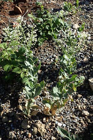 Lepidium campestre \ Feld-Kresse, F Grasse 2.5.2023