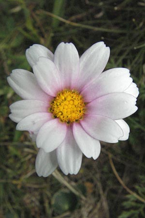 Leucanthemopsis alpina \ Alpen-Margerite / Alpine Moon Daisy, F Pyrenäen/Pyrenees, Eyne 9.8.2006