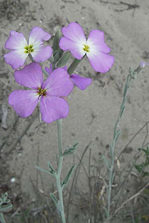 Malcolmia littorea / Sand Stock, Silver Sea Stock, F Camargue 13.5.2007