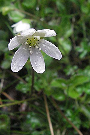 Hepatica nobilis / Liverleaf, F Pyrenees, Err 14.5.2007