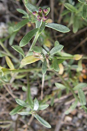 Lepidium graminifolium \ Grasblttrige Kresse, F Toreilles 24.6.2008