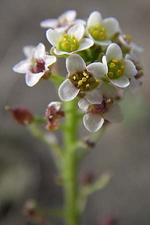 Lepidium graminifolium \ Grasblttrige Kresse, F Toreilles 24.6.2008