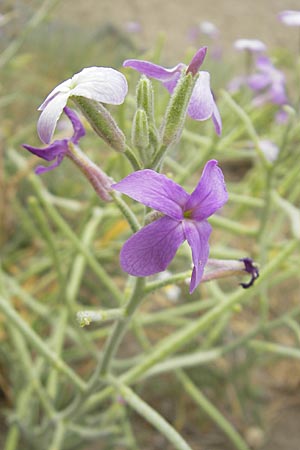 Matthiola sinuata \ Gebuchtete Levkoje, F Sète 5.6.2009