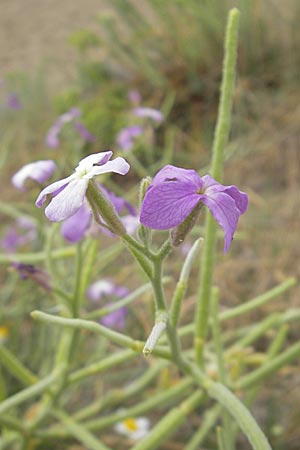 Matthiola sinuata \ Gebuchtete Levkoje / Sea Stock, F Sète 5.6.2009