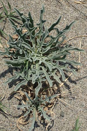 Matthiola sinuata \ Gebuchtete Levkoje / Sea Stock, F Canet-en-Roussillon 27.7.2018