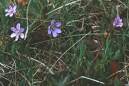 Hepatica nobilis \ Leberblmchen, F Haute Provence 20.5.1990