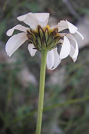 Leucanthemum graminifolium / Grassleaf Ox-Eye Daisy, F Tarn - Gorge 29.5.2009