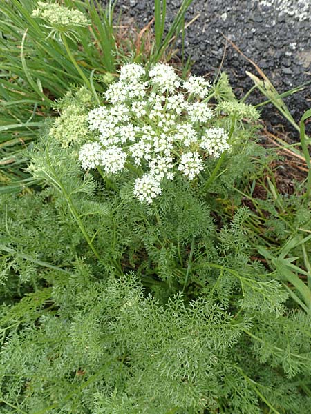 Ligusticum ferulaceum \ Piemonteser Mutterwurz / Piemont Lovage, F Col de la Bonette 8.7.2016