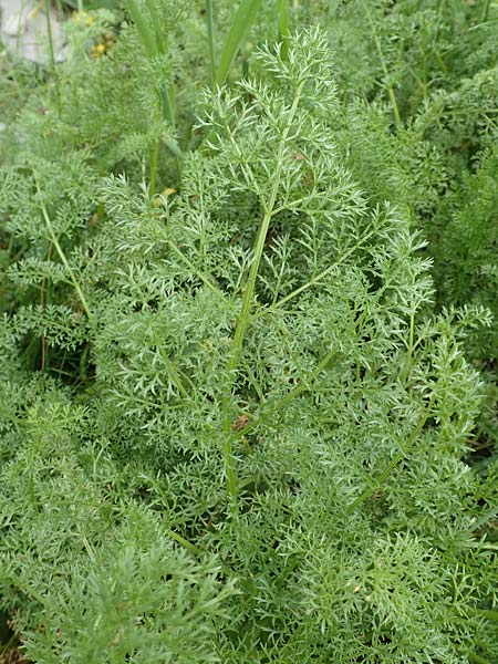 Ligusticum ferulaceum \ Piemonteser Mutterwurz / Piemont Lovage, F Col de la Bonette 8.7.2016