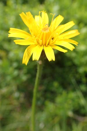 Scorzoneroides helvetica \ Schweizer Schuppenlwenzahn / Swiss Hawkbit, F Vogesen/Vosges, Grand Ballon 18.6.2019