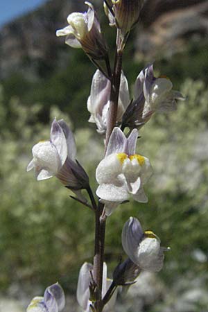 Linaria repens \ Gestreiftes Leinkraut / Pale Toadflax, F Nyons 10.6.2006