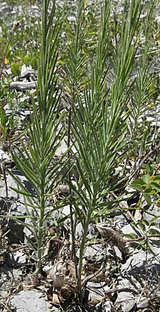 Linaria repens \ Gestreiftes Leinkraut / Pale Toadflax, F Nyons 10.6.2006