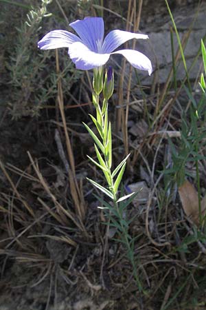 Linum narbonense \ Spanischer Lein / Narbonne Flax, F Nyons 10.6.2006