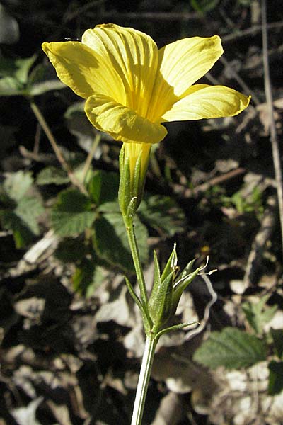 Linum campanulatum \ Glocken-Lein / Yellow Flax, F Serres 10.6.2006