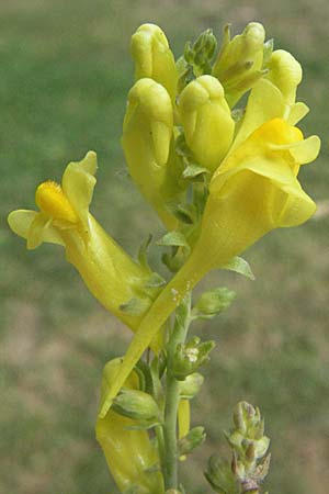 Linaria angustissima \ Italienisches Leinkraut, F Pyrenäen, Eus 17.8.2006