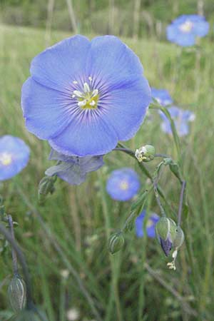 Linum narbonense \ Spanischer Lein / Narbonne Flax, F Serres 12.5.2007