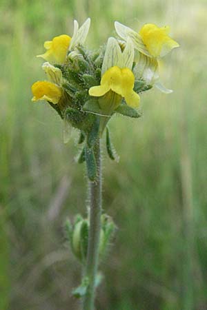 Linaria simplex \ Einfaches Leinkraut, F Serres 12.5.2007