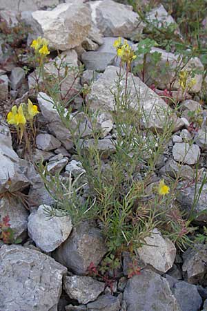 Linaria supina / Prostrate Toadflax, F Clue de Chabrieres 12.5.2007