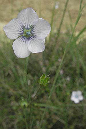 Linum bienne \ Zweijhriger Lein / Pale Flax, F Corbières, Talairan 13.5.2007