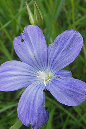 Linum narbonense \ Spanischer Lein / Narbonne Flax, F Corbières, Talairan 13.5.2007