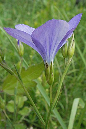 Linum narbonense \ Spanischer Lein / Narbonne Flax, F Corbières, Talairan 13.5.2007