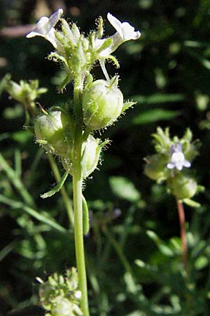 Linaria arvensis \ Acker-Leinkraut / Corn Toadflax, F Pyrenäen/Pyrenees, Prades 14.5.2007