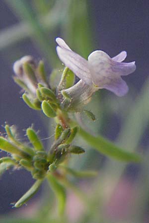 Linaria arvensis \ Acker-Leinkraut / Corn Toadflax, F Pyrenäen/Pyrenees, Prades 14.5.2007