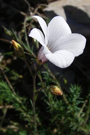 Linum suffruticosum \ Strauchiger Lein / White Flax, F Col de Gleize 22.6.2008