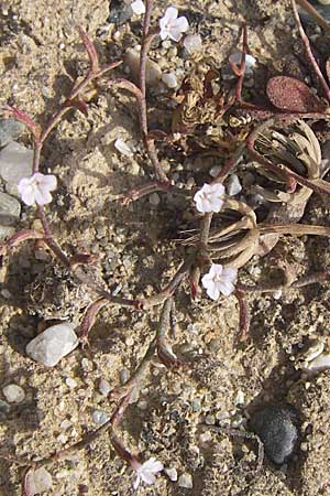Limonium ramosissimum ? / Algerian Sea Lavender, F Toreilles 24.6.2008