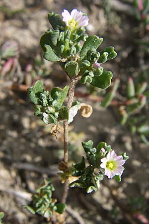 Frankenia pulverulenta \ Seeheide, F Toreilles 24.6.2008