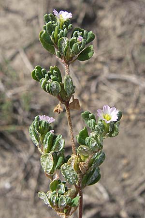 Frankenia pulverulenta \ Seeheide / European Sea Heath, F Toreilles 24.6.2008