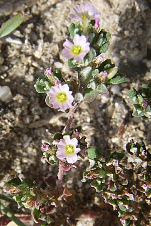 Frankenia pulverulenta / European Sea Heath, F Toreilles 24.6.2008