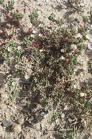 Frankenia pulverulenta / European Sea Heath, F Toreilles 24.6.2008