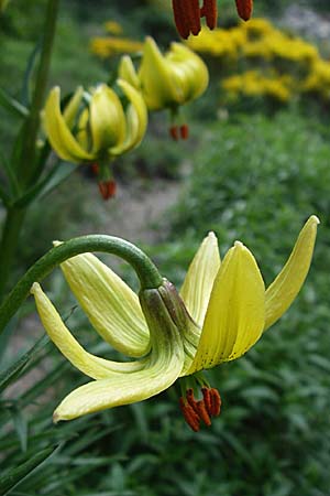 Lilium pyrenaicum \ Pyrenen-Lilie / Pyrenean Lily, F Pyrenäen/Pyrenees, Eyne 25.6.2008