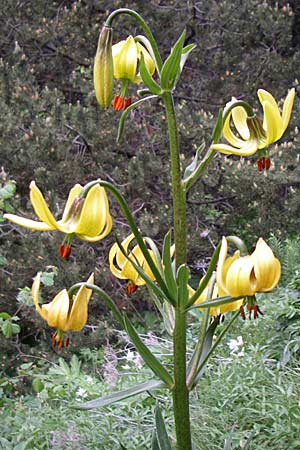 Lilium pyrenaicum \ Pyrenen-Lilie, F Pyrenäen, Eyne 25.6.2008