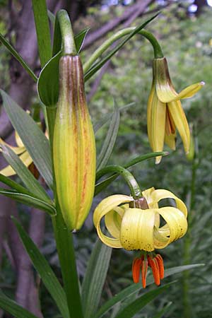 Lilium pyrenaicum \ Pyrenen-Lilie, F Pyrenäen, Eyne 25.6.2008