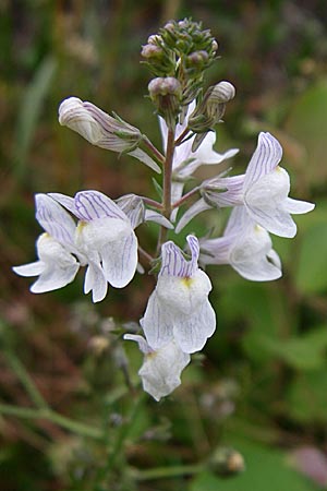 Linaria repens \ Gestreiftes Leinkraut / Pale Toadflax, F Vogesen/Vosges, Grand Ballon 12.7.2008