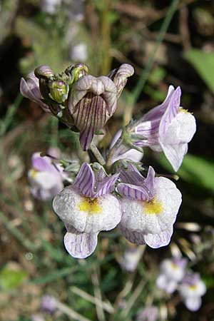 Linaria repens \ Gestreiftes Leinkraut / Pale Toadflax, F Vogesen/Vosges, Le Markstein 3.8.2008