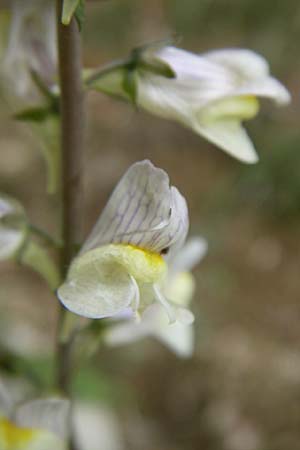 Linaria repens x vulgaris \ Leinkraut-Hybride, F Vogesen, Le Markstein 5.8.2008