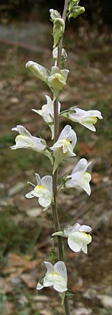 Linaria repens x vulgaris \ Leinkraut-Hybride, F Vogesen, Le Markstein 5.8.2008