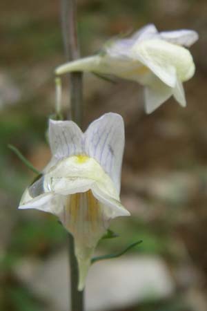 Linaria repens x vulgaris \ Leinkraut-Hybride, F Vogesen, Le Markstein 5.8.2008