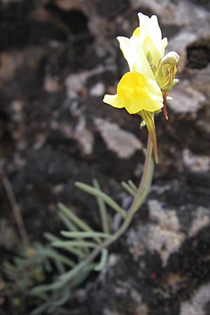 Linaria supina \ Niedriges Leinkraut, F La Couvertoirade 27.5.2009