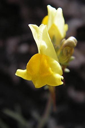 Linaria supina \ Niedriges Leinkraut, F La Couvertoirade 27.5.2009