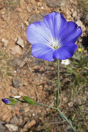 Linum narbonense \ Spanischer Lein / Narbonne Flax, F Causse de Blandas 30.5.2009