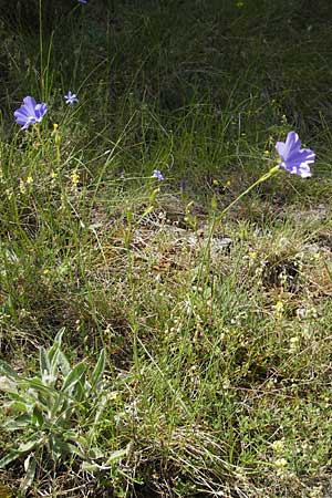 Linum narbonense \ Spanischer Lein / Narbonne Flax, F Causse de Blandas 30.5.2009