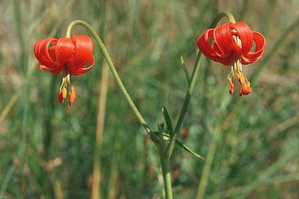 Lilium pomponium / Red Lily, Turban Lily, F Barrème 14.6.2003