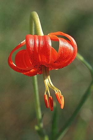 Lilium pomponium \ Turban-Lilie, Seealpen-Lilie / Red Lily, Turban Lily, F Barrème 14.6.2003