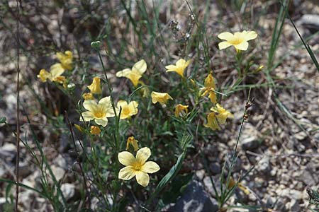 Linum campanulatum \ Glocken-Lein / Yellow Flax, F Mas de Londres 22.5.1998