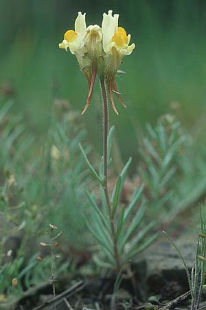 Linaria supina \ Niedriges Leinkraut, F Corbières, Bugarach 1.5.2005