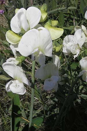 Lathyrus latifolius / Broad-Leaved Everlasting Pea, F Dept. Aveyron,  Tiergues 8.6.2006